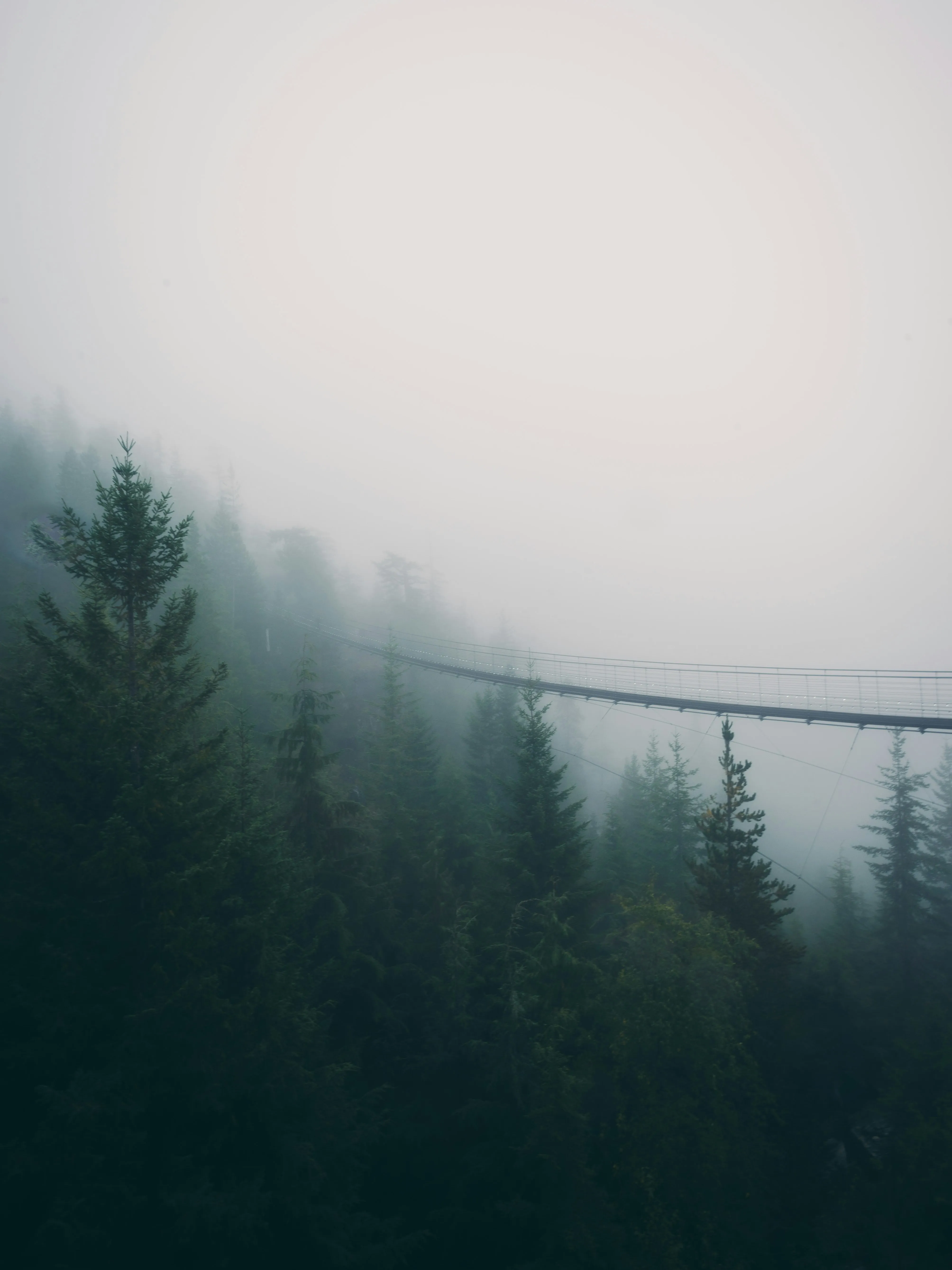 a suspension bridge in the middle of a foggy forest by Kobe Tang courtesy of Unsplash.